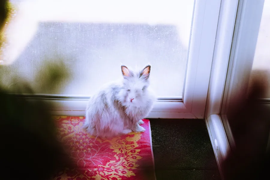 Accueillir un NAC : bien choisir son nouvel animal de compagnie — illustration