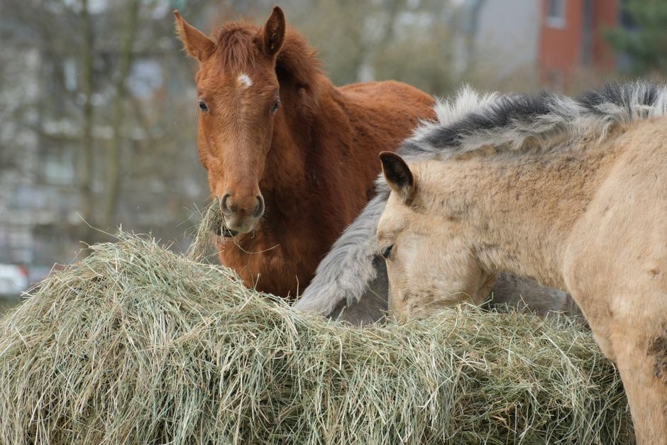 Alimentation du cheval : besoins, ration et erreurs à éviter — illustration