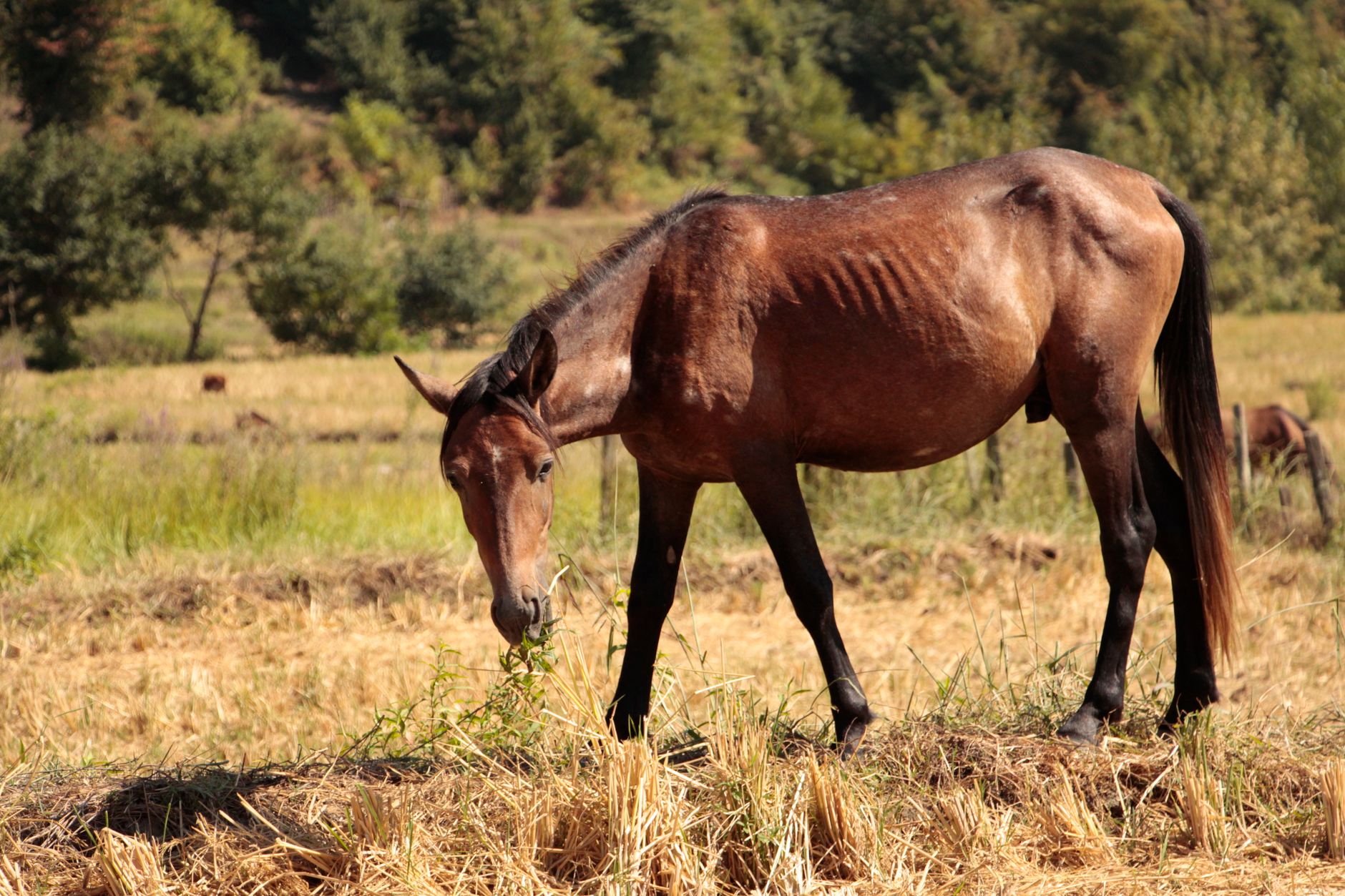 Alimentation du cheval : besoins, ration et erreurs à éviter