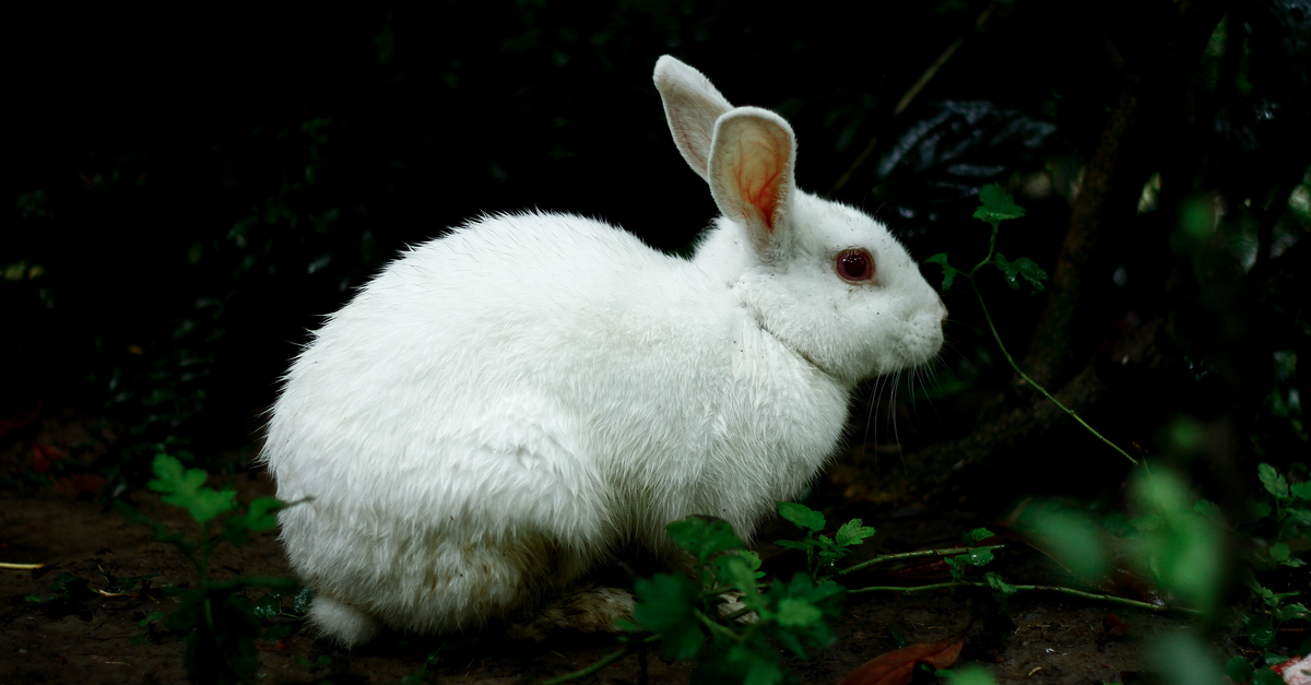 L'alimentation du lapin : la bonne ration