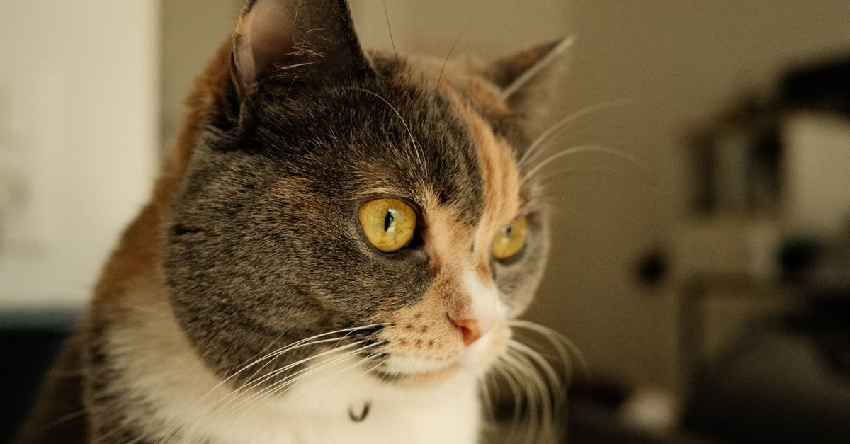 Aliments interdits et dangereux pour le chat