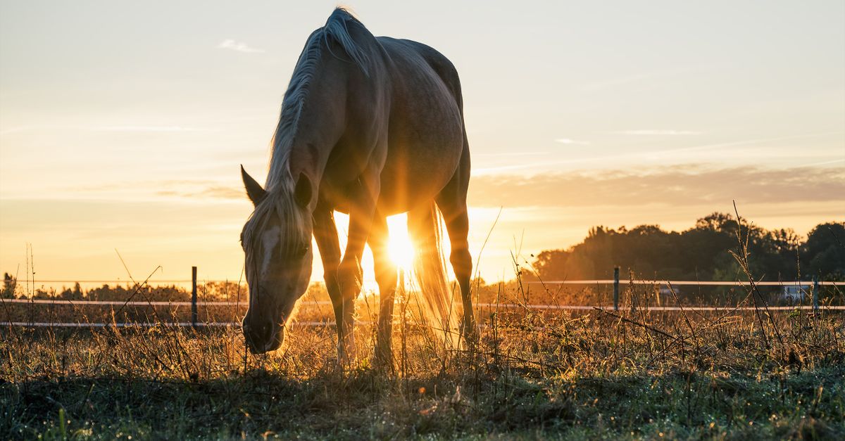 Aliments toxiques et interdits pour le cheval