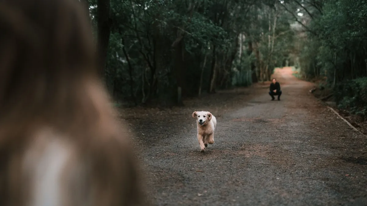 Apprendre le rappel à son chien : méthode pas à pas