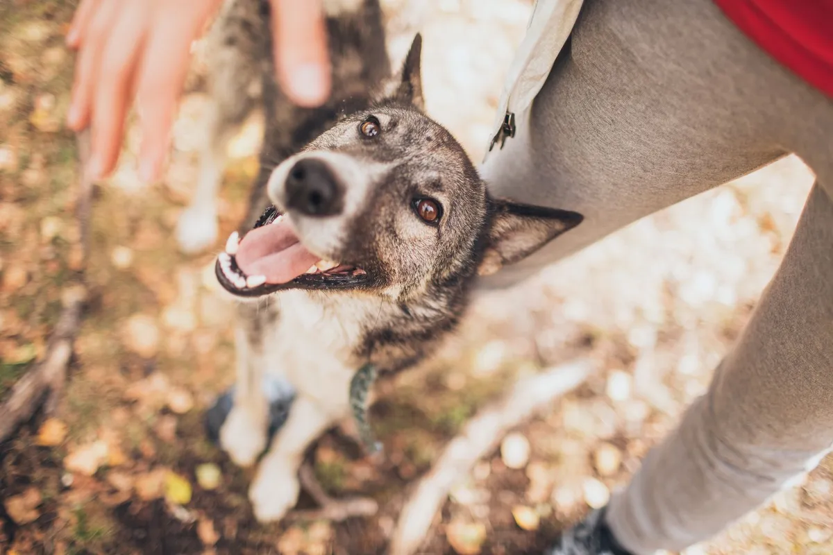 Assurance chien : le guide complet pour bien choisir