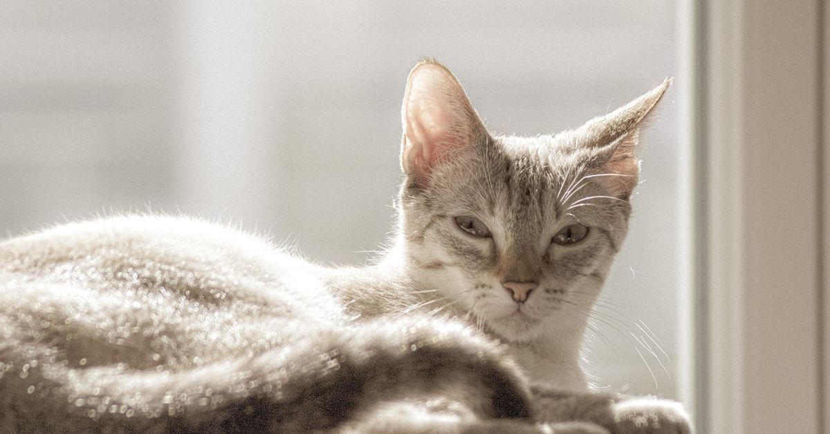 L'asthme du chat : symptômes et crises