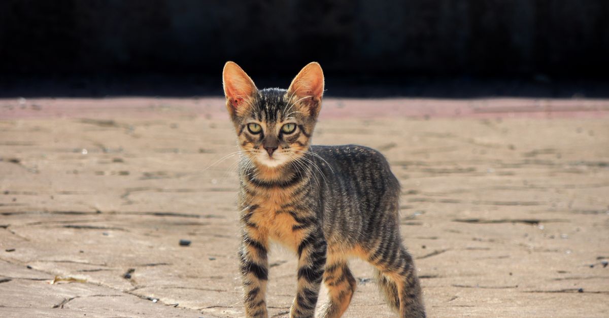 Le Bengal : caractère, santé et prix