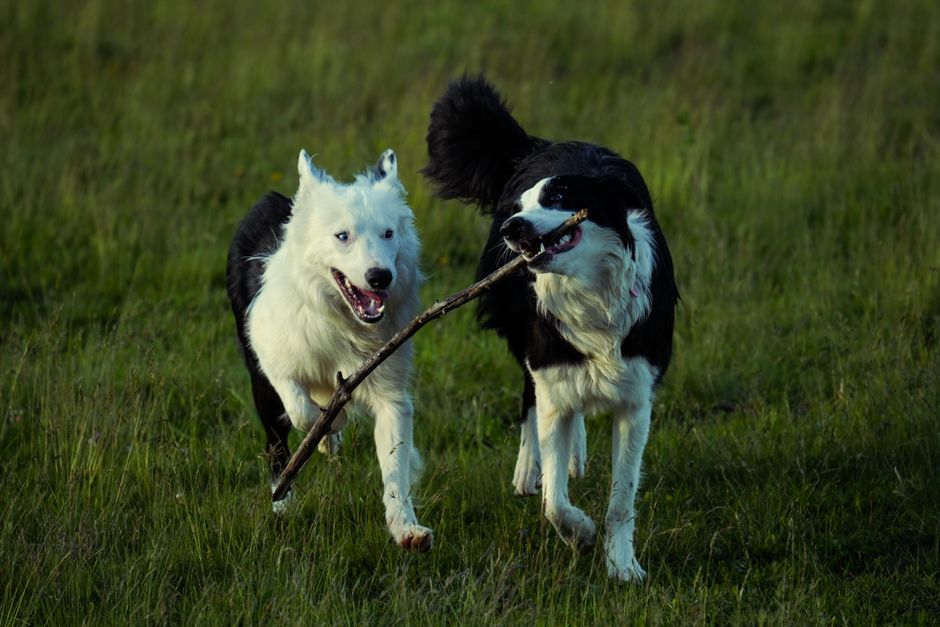 Berger australien ou border collie : lequel est fait pour vous ? — illustration