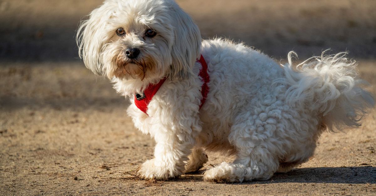 Le Bichon Maltais : caractère, santé et prix