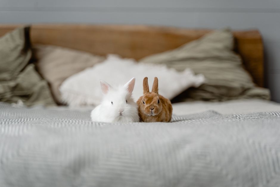 Adopter un lapin de compagnie : bien le choisir, l'accueillir et en prendre soin — illustration