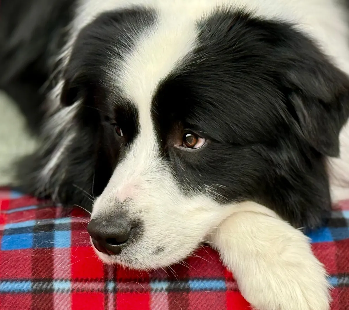 Border collie : caractère, éducation, santé et prix