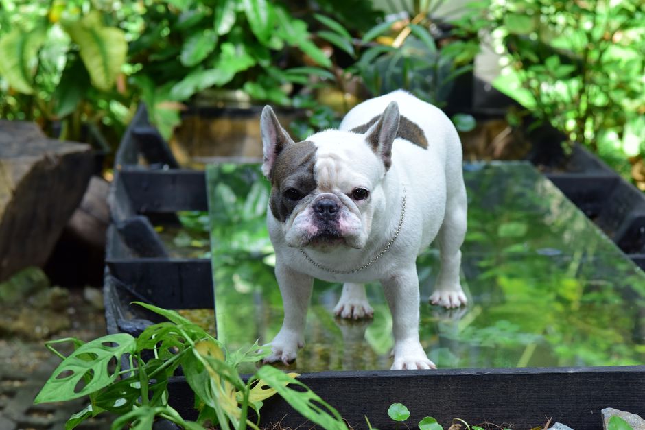 Le Bouledogue Français : caractère, santé et prix