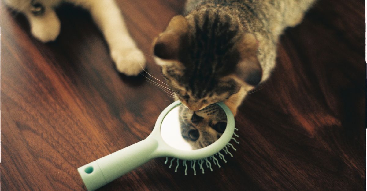Brosser son chat : méthode et fréquence