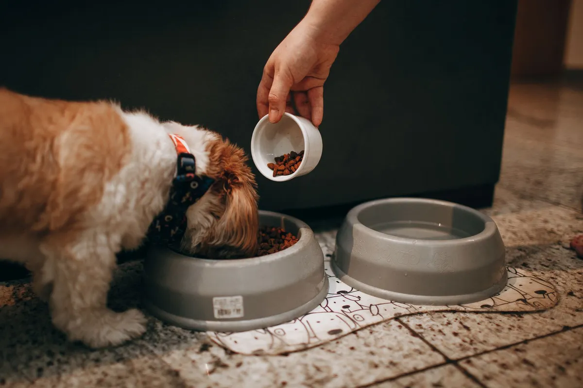 Chien nourri à la gamelle : le calcium et son équilibre dans l'alimentation du chien