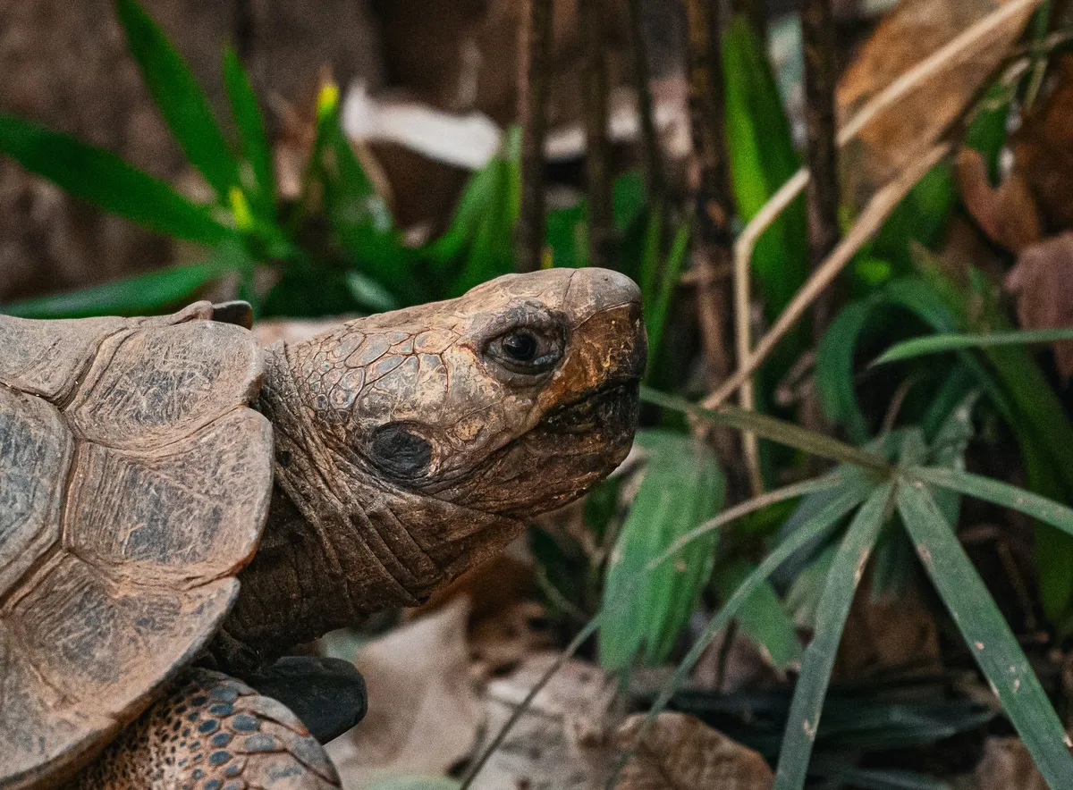 Tortue terrestre : le calcium est vital pour la carapace et les os des reptiles NAC