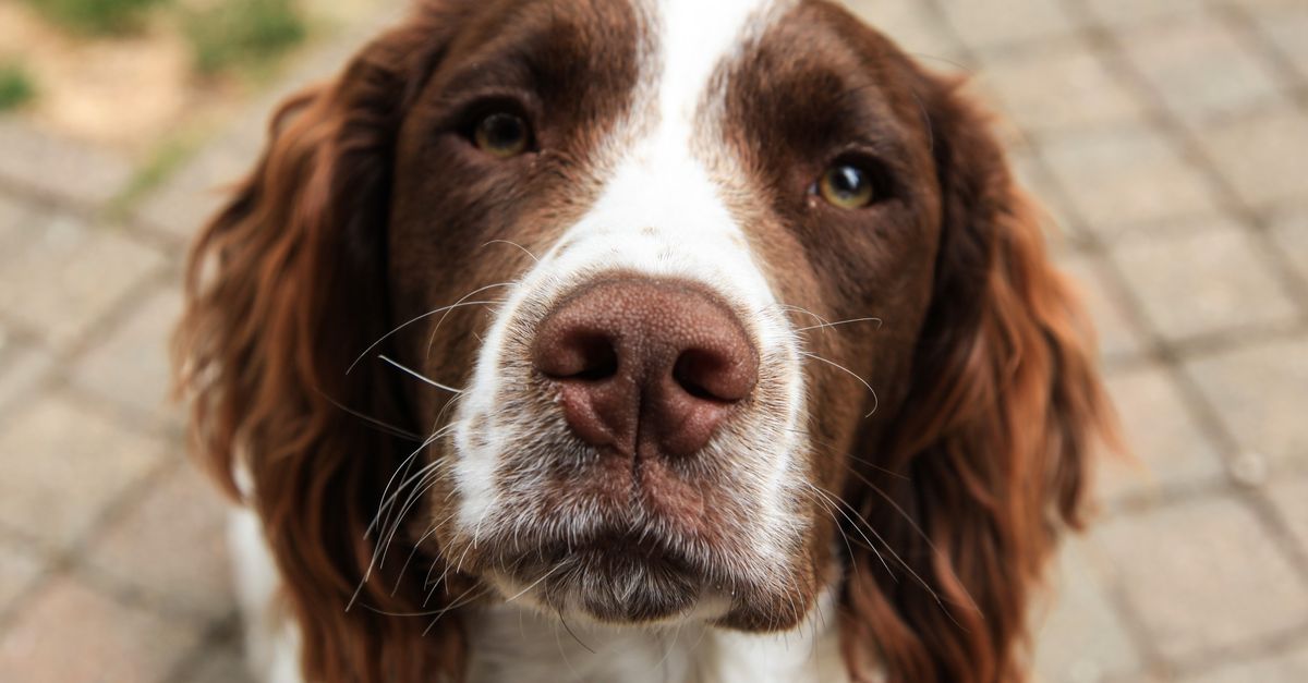 Le Cavalier King Charles : caractère, santé et prix