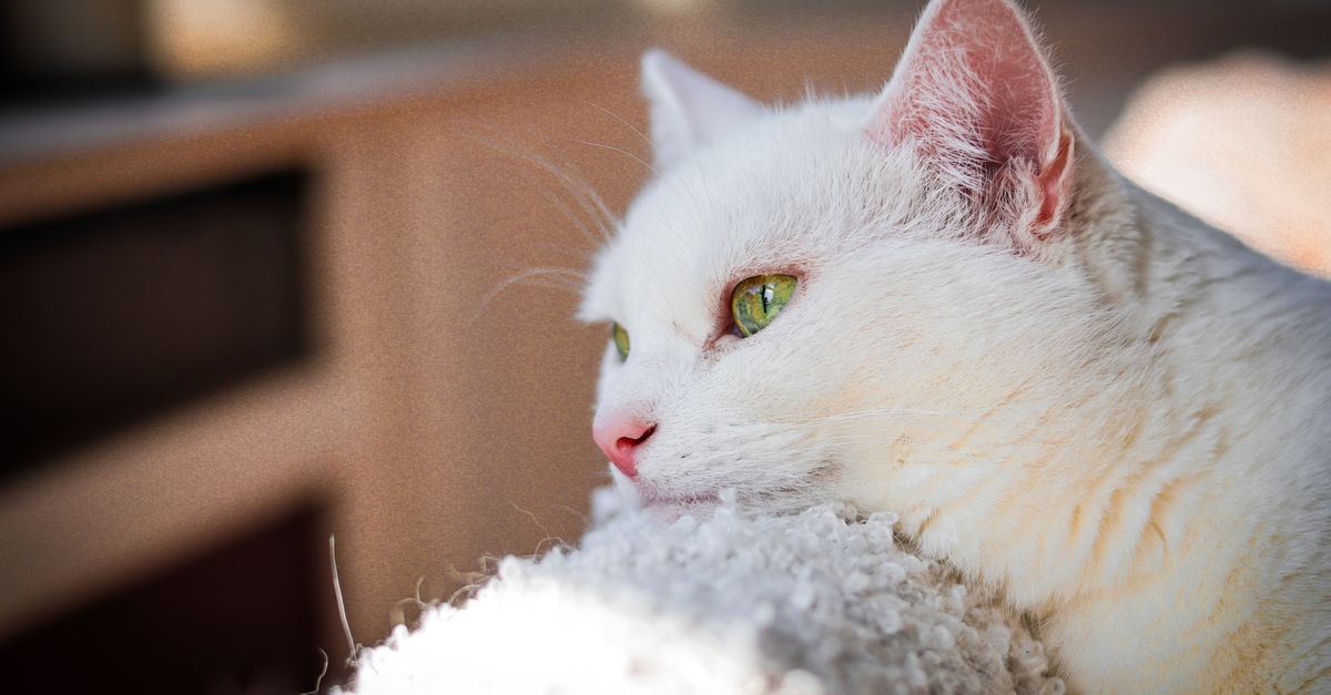 Chat stressé : signes et solutions