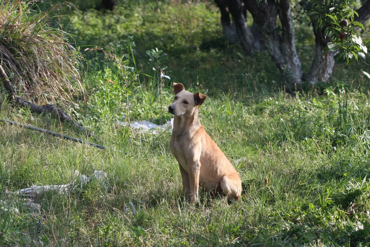 Chenille processionnaire et chien : danger et urgence