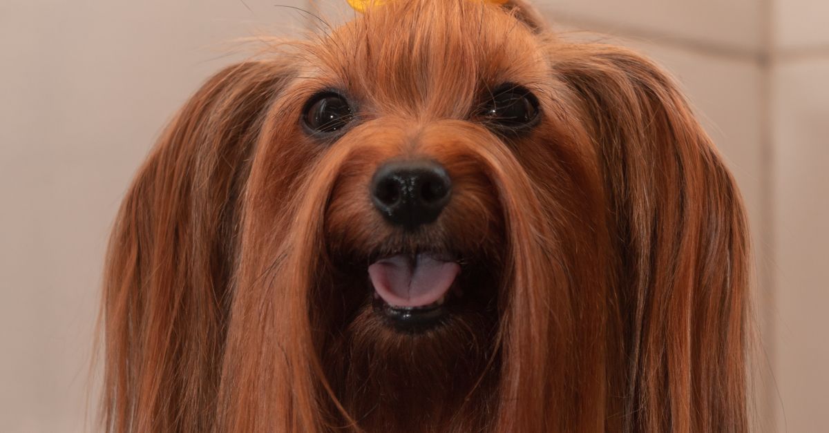 Chien qui pue : causes et solutions
