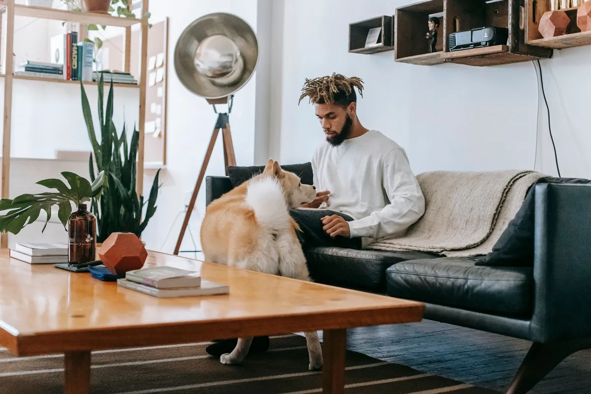 Pourquoi les chiens regardent-ils la télévision ?