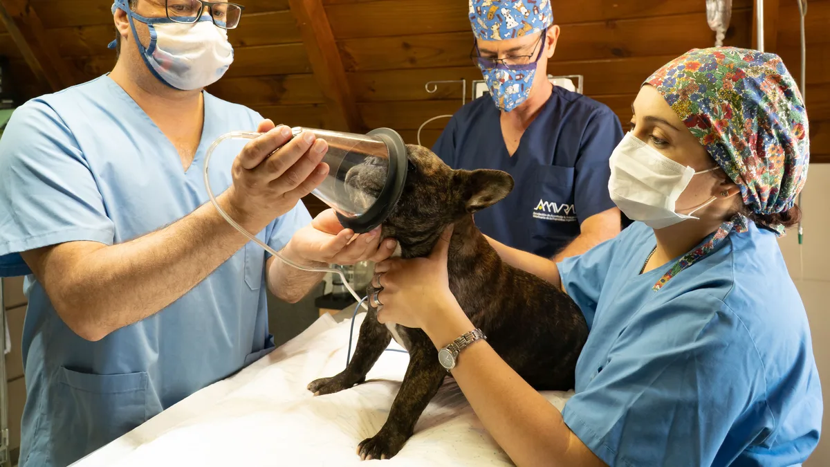 Chirurgien vétérinaire en intervention sur un animal en clinique