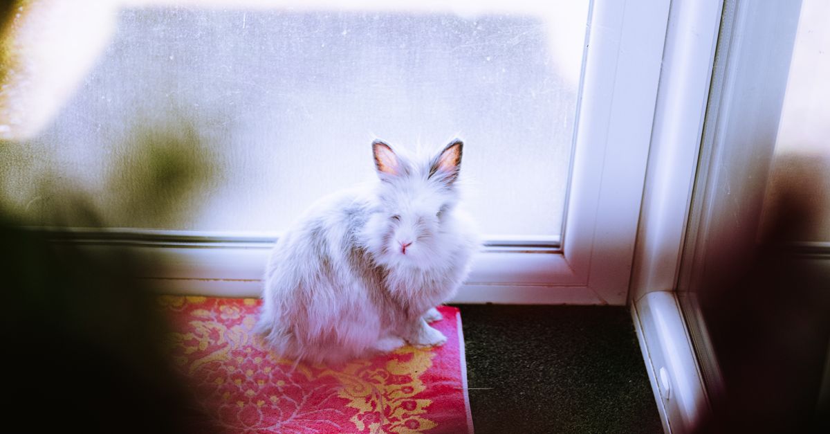 La coccidiose du lapin : symptômes et traitement