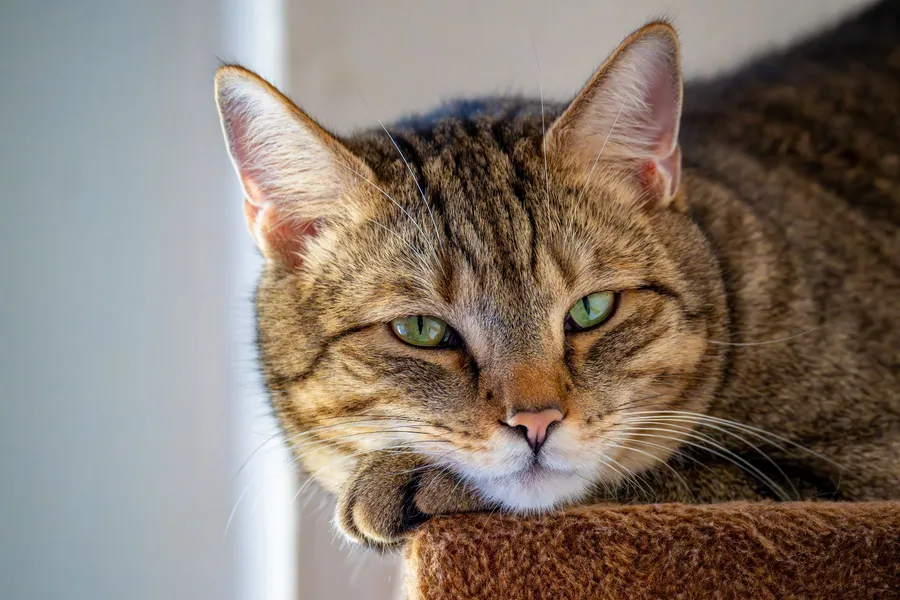 Comprendre son chat : comportement, besoins et langage — illustration