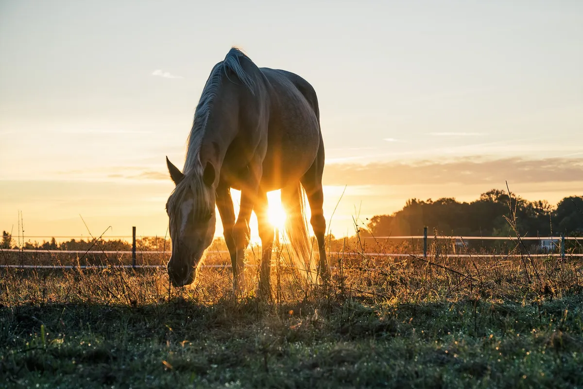 Comprendre le cheval : besoins essentiels et bien-être