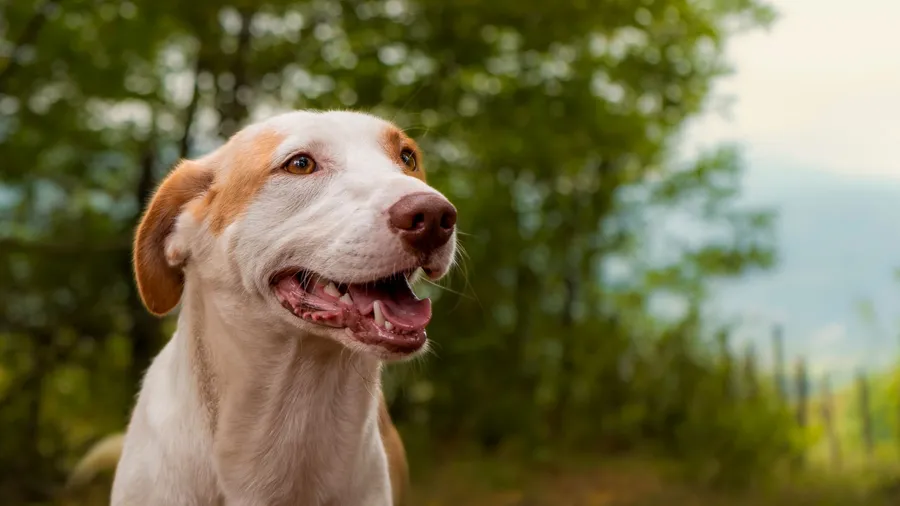 Comprendre son chien : langage, besoins et bien-être — illustration
