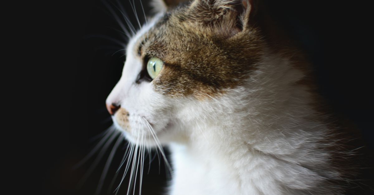 La conjonctivite du chat : symptômes et traitement