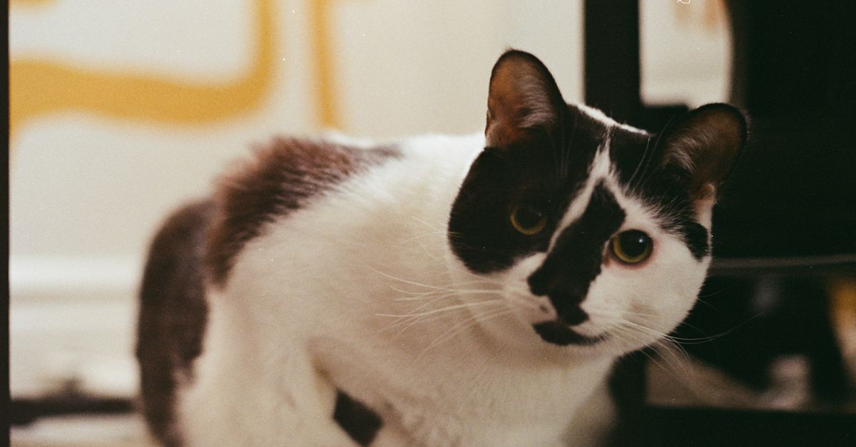 La constipation du chat : causes et que faire