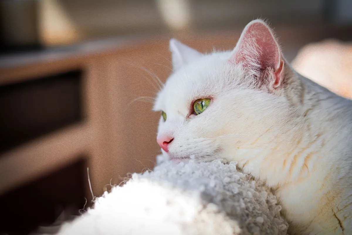 Coryza du chat : symptômes, contagion, traitement et prévention