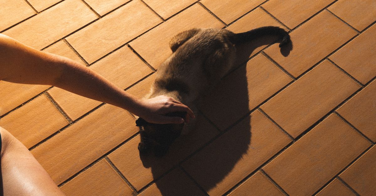 Le coup de chaleur chez le chat : gestes d'urgence