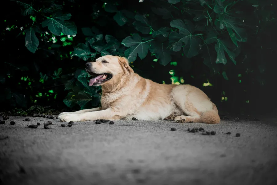 Chien — illustration