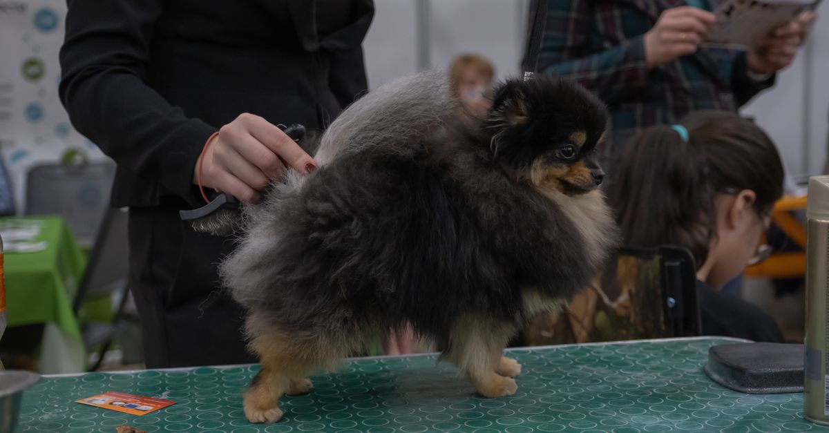 Couper les griffes de son chien