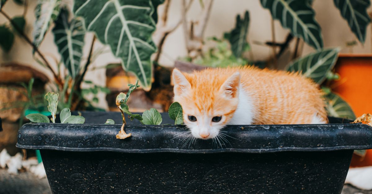 Le diabète chez le chat : signes et traitement