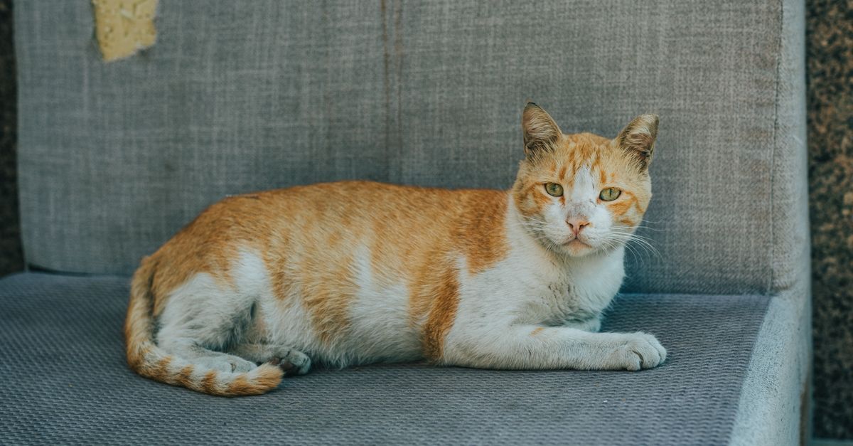 La diarrhée du chat : causes et que faire