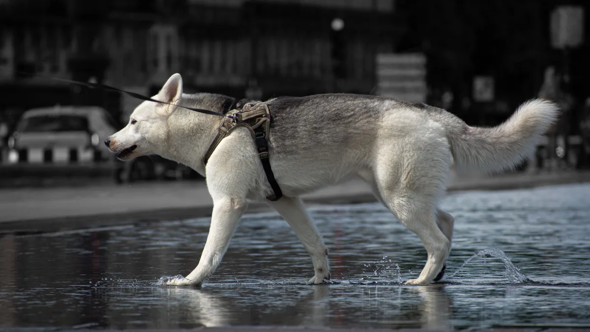 Grand chien marchant en extérieur, illustration de la dysplasie de la hanche