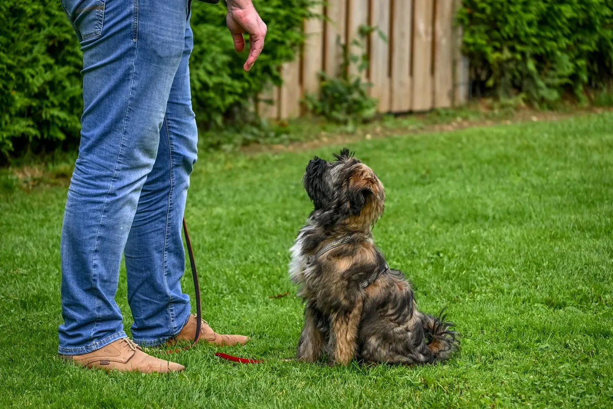 Éduquer un chiot : le guide complet en méthode positive