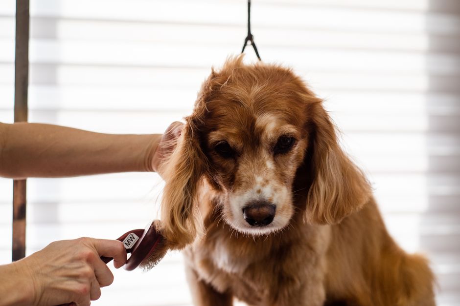 Enlever les poils de chien sur le canapé et les textiles
