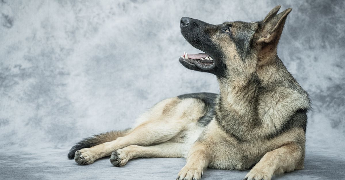 L'épilepsie du chien : crises et que faire