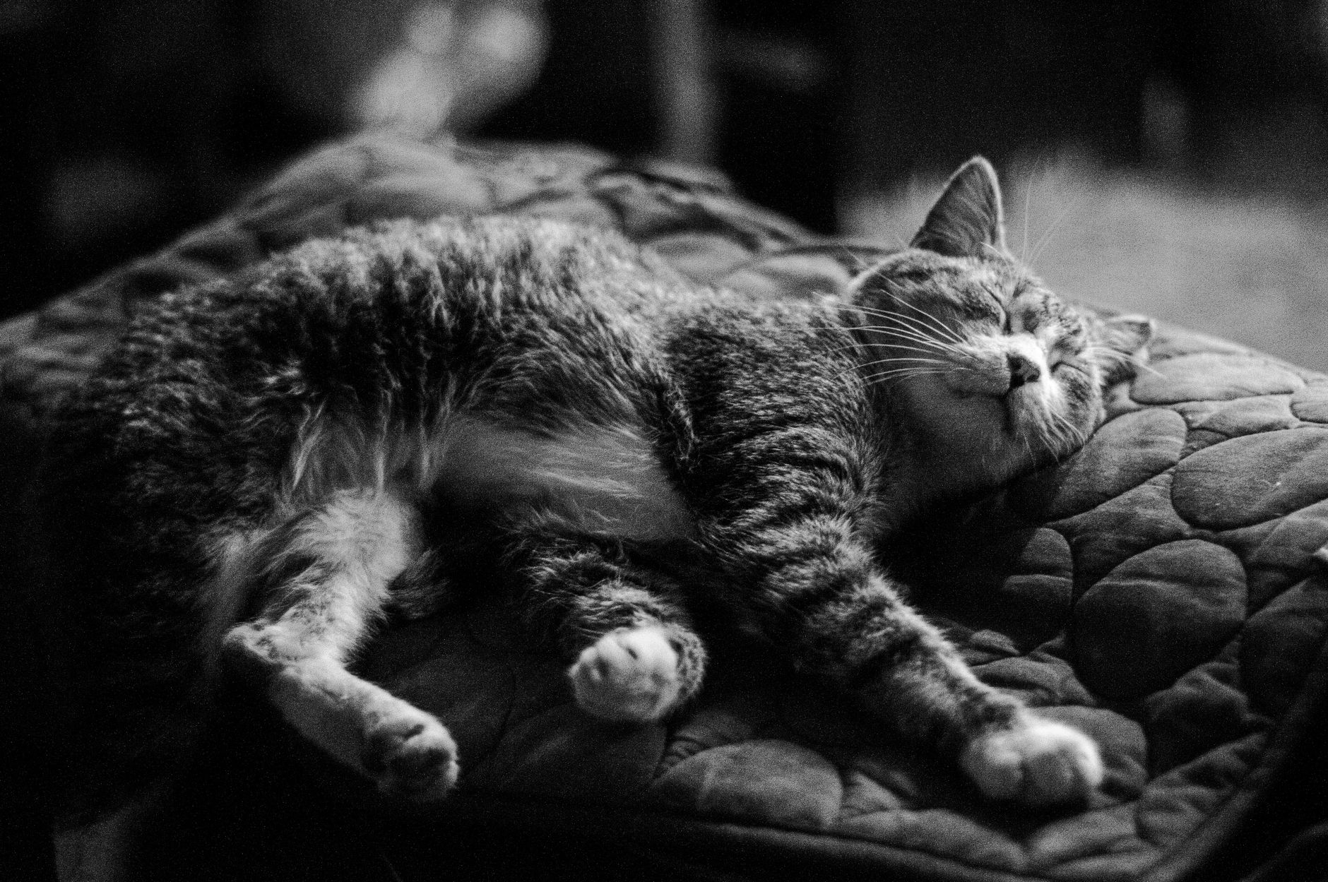 Espérance de vie du chat : les leviers prouvés pour l'allonger