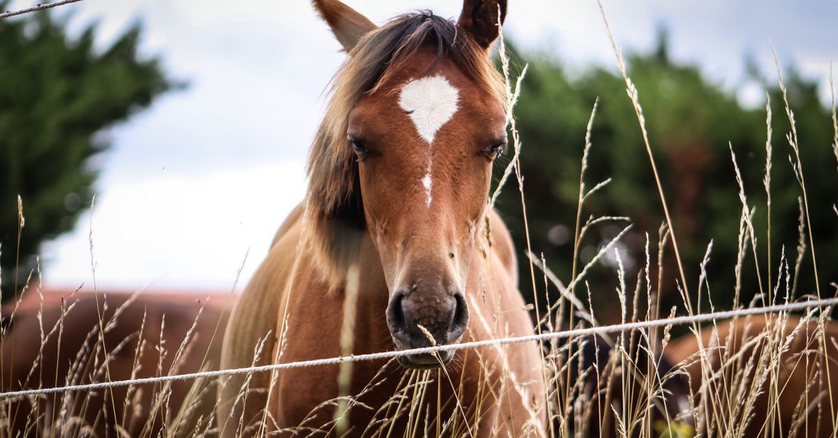 La fourbure du cheval : urgence et prévention