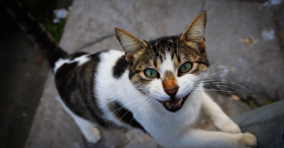 La gale du chat : symptômes et traitement