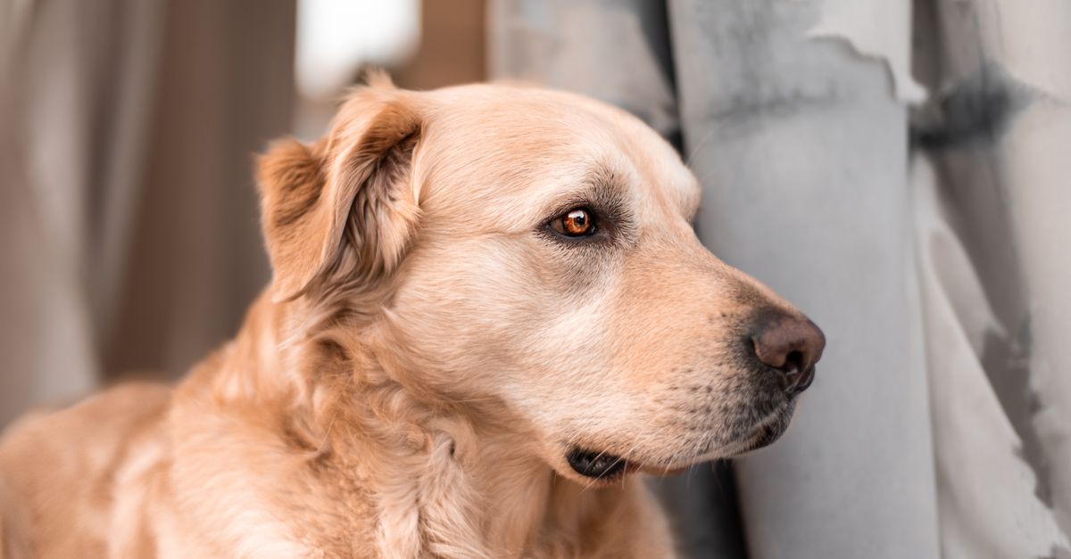 Le Golden Retriever : caractère, santé et prix