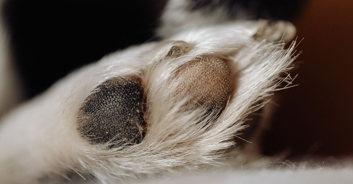 Griffe cassée chez le chien : que faire