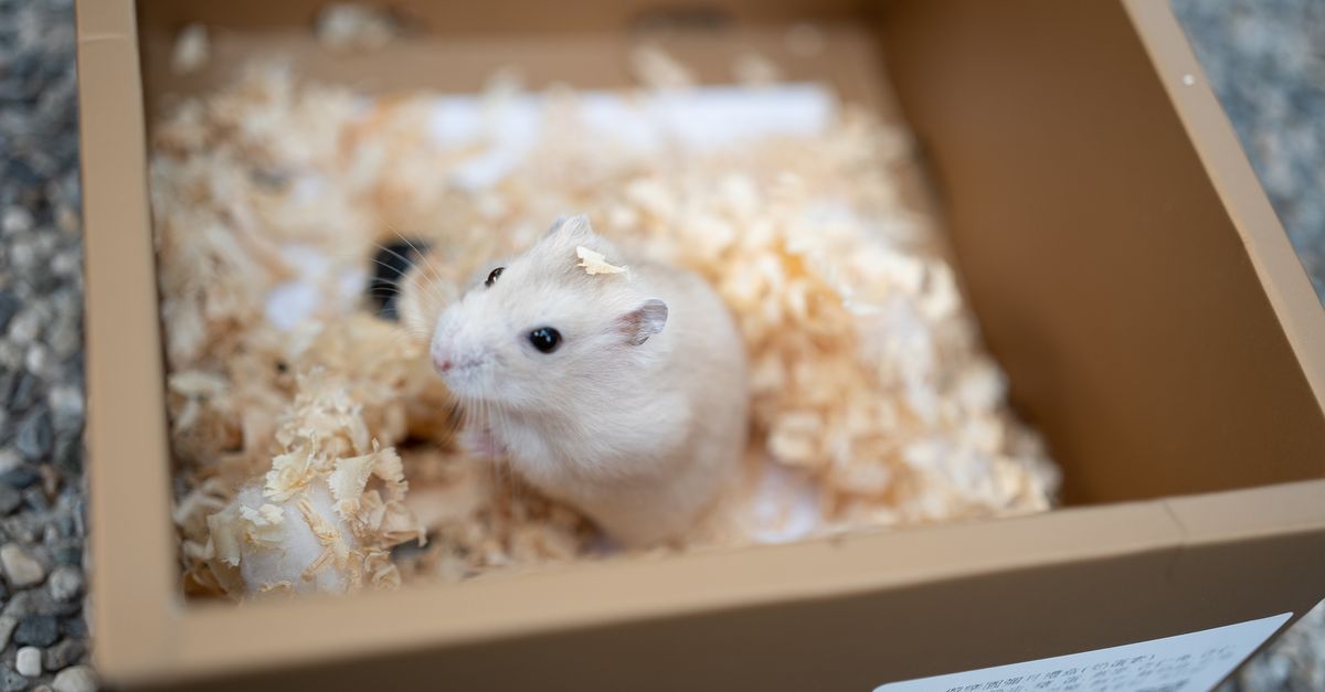 Le hamster : caractère, soins et prix