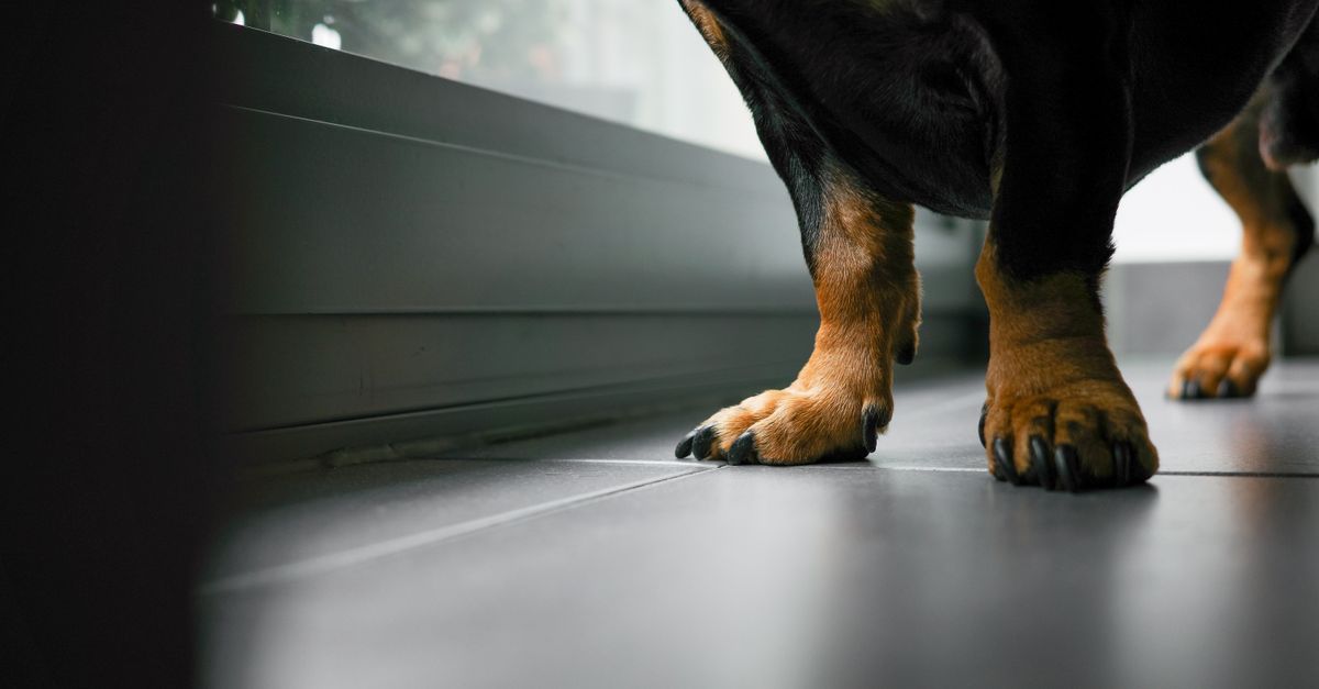 La hernie discale du chien : signes et traitement