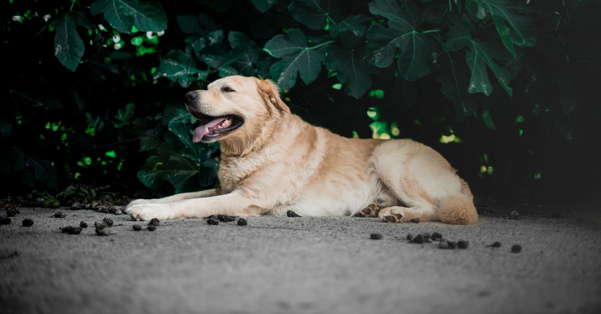 L'insuffisance rénale du chien : signes et accompagnement