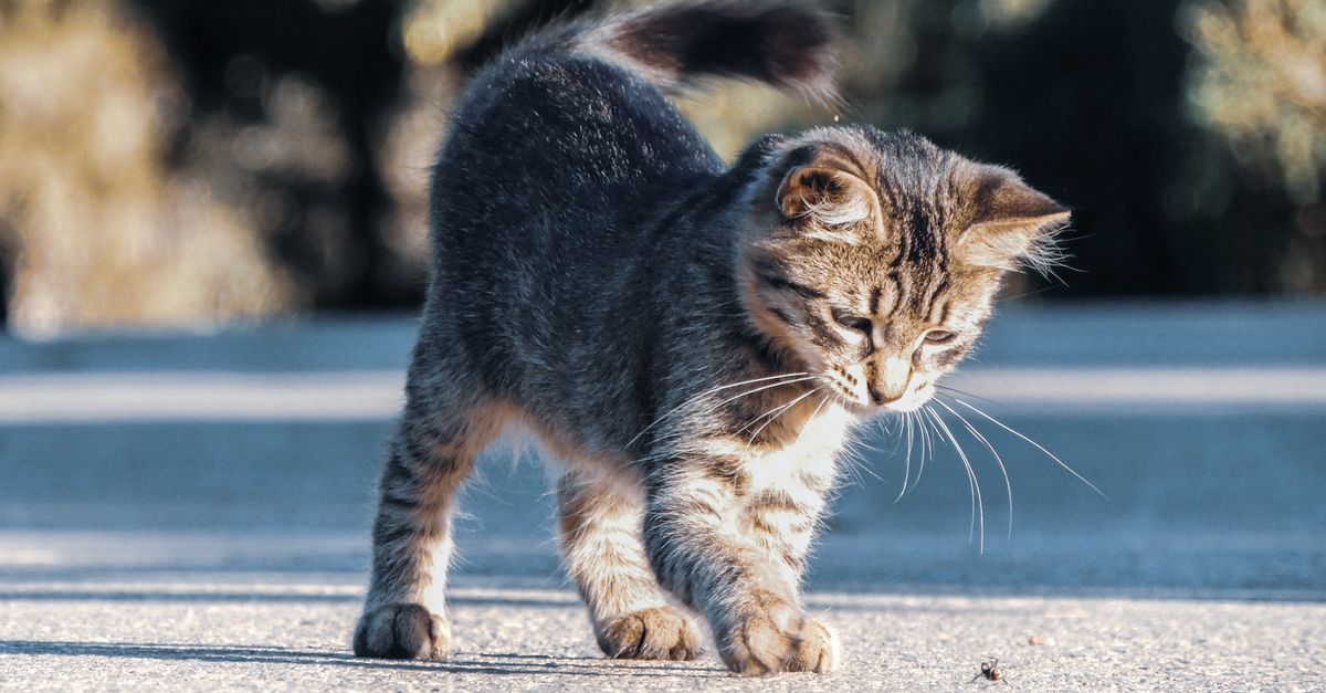 Le lait pour chaton : quel lait donner