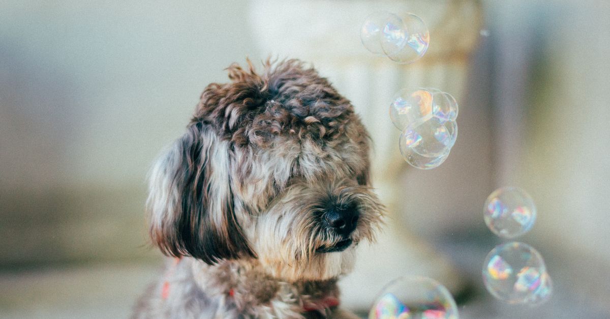 Laver son chien : fréquence et méthode